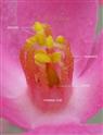  Stamens